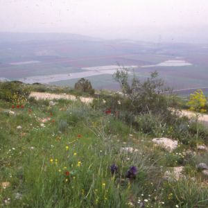 Gilboan kukkaniittyjä 1997