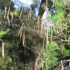 TelAVIVinZoomlandian palkohedelmäpuu