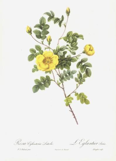 Rosa Lutea, Karkun keltaruusu