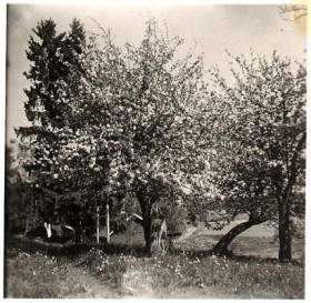 Juhon 1800-luvun omenapuut kukkivat