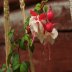 verenpisara kuin kes�hame