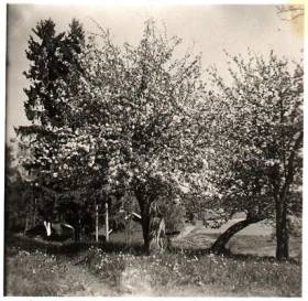 Juhon 1800-luvun omenapuut kukkivat 